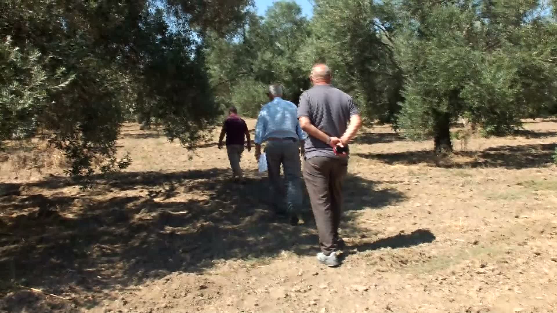 Zeytinyağı Desteği